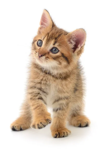 stock image Small brown kitten isolated on white background.