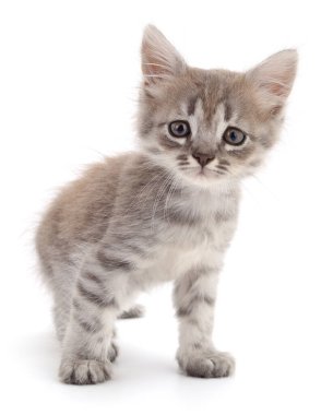 Beyaz arka planda izole edilmiş küçük gri kedi yavrusu.