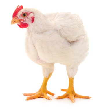 Beyaz tavuk beyaz, stüdyo çekimi