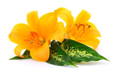 Beyaz arka planda izole edilmiş iki sarı zambak..