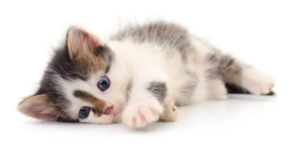 Kleine Braune Kätzchen Isoliert Auf Weißem Hintergrund — Stockfoto