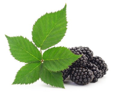 Taze böğürtlenleri yakından çek. Beyaz arkaplanda izole.