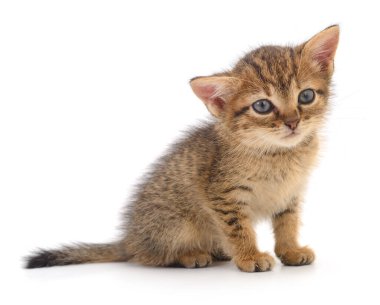 Beyaz arka planda izole edilmiş küçük kahverengi kedi yavrusu.