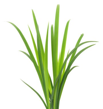 Beyaz arka planda uzun yeşil çimen yaprakları