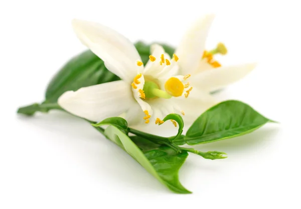 新鲜柠檬叶和花朵 白色背景分离 — 图库照片