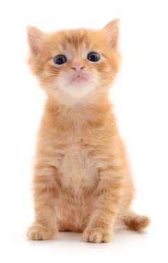 Beyaz arka planda izole edilmiş küçük kahverengi kedi yavrusu.