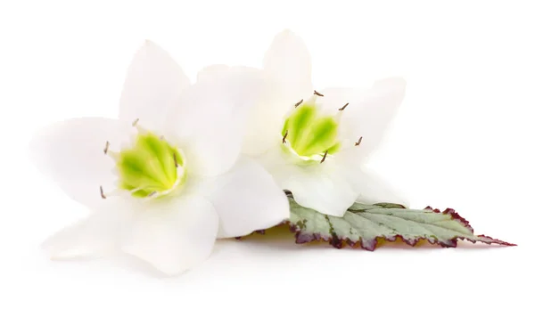 Duas Flores Brancas Fundo Branco — Fotografia de Stock