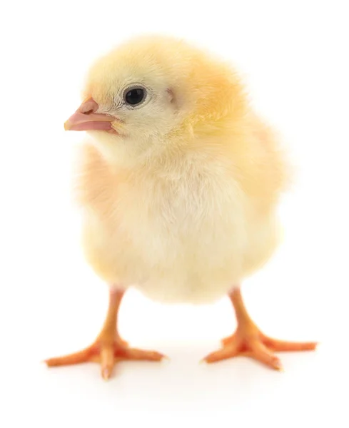 Jeden Mały Kurczak Białym Tle — Zdjęcie stockowe