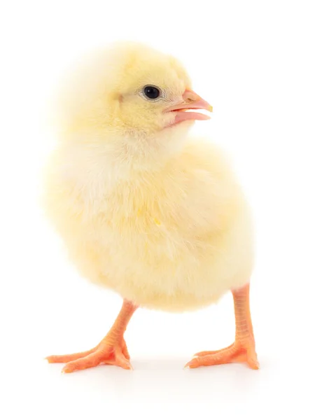 Один Маленький Цыпленок Белом Фоне — стоковое фото