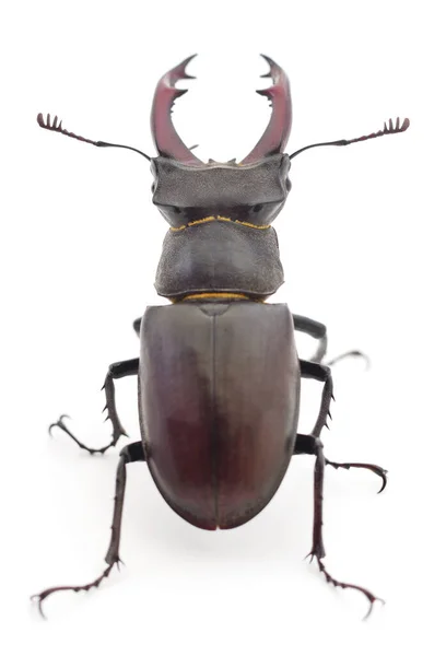 Male Deer Beetle Oryctes Nasicornis Isolated White — Stock Photo, Image