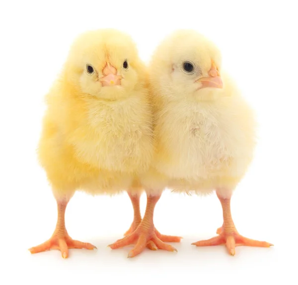 Δύο Κίτρινα Κοτόπουλα Απομονωμένα Λευκό Φόντο — Φωτογραφία Αρχείου