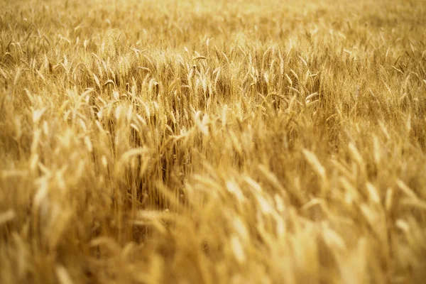 Пшеничное Поле Уши Золотой Пшеницы — стоковое фото