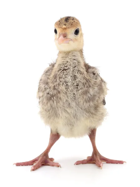 白い背景に隔離されたかわいい新生児の鶏の七面鳥 — ストック写真
