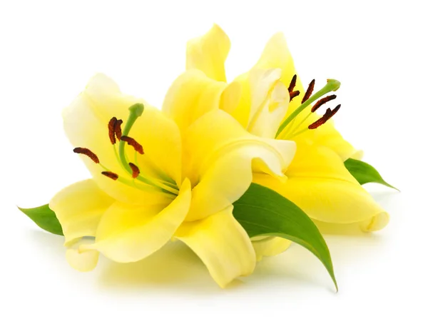 Zwei Gelbe Lilien Isoliert Auf Weißem Hintergrund — Stockfoto