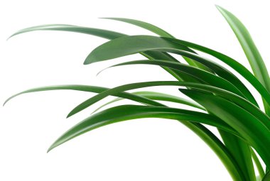 Beyaz arka planda uzun yeşil çimen yaprakları