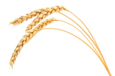 Beyaz arkaplanda yalıtılmış buğday kulakları.