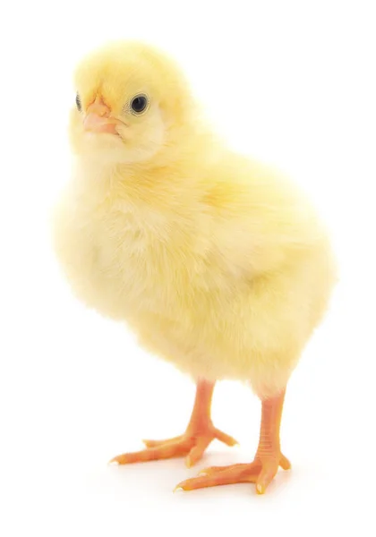 Beyaz Arka Planda Küçük Bir Tavuk — Stok fotoğraf