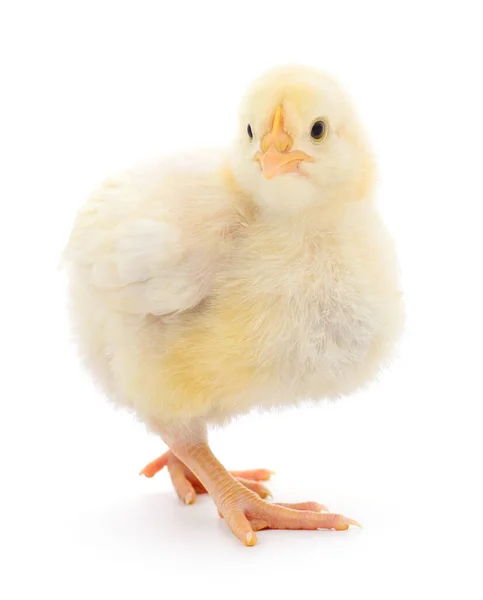 Beyaz Arka Planda Küçük Bir Tavuk — Stok fotoğraf