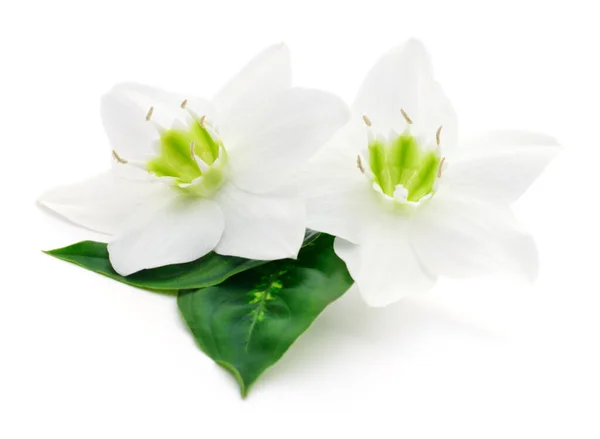 Two White Flowers White Background — Stock Photo, Image