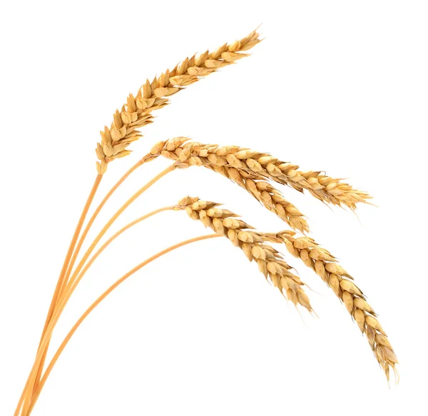Beyaz Arkaplanda Yalıtılmış Buğday Kulakları — Stok fotoğraf