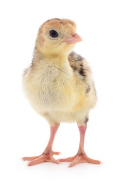 Beyaz arka planda izole edilmiş şirin yeni doğmuş tavuk hindisi..