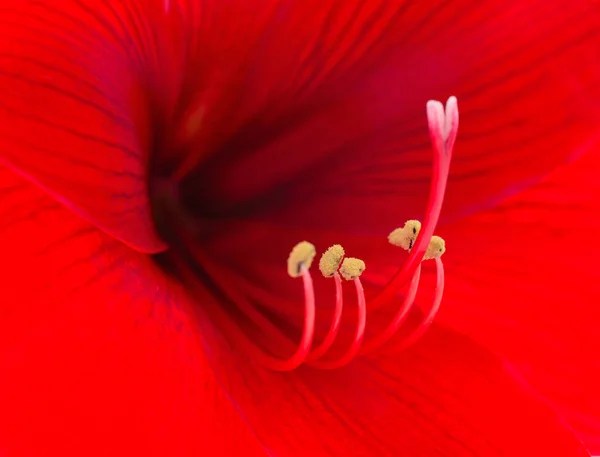 Red Flower Hippeastrum Amarilis Close — Stock Photo, Image