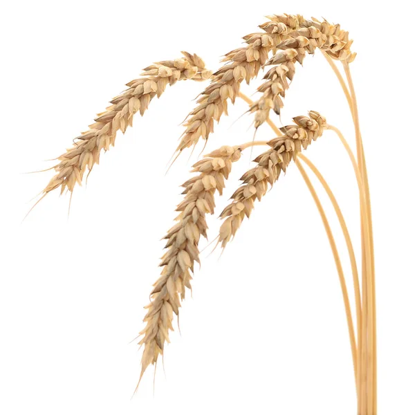 Beyaz Arkaplanda Yalıtılmış Buğday Kulakları — Stok fotoğraf