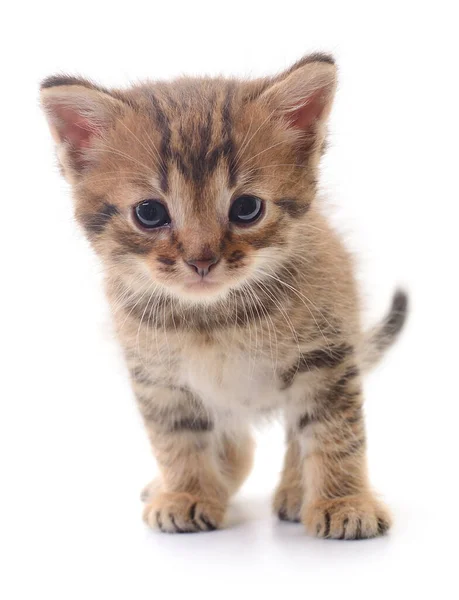 Beyaz Arka Planda Izole Edilmiş Küçük Kahverengi Kedi Yavrusu — Stok fotoğraf