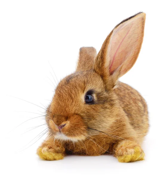 Маленький Коричневий Кролик Ізольований Білому Тлі — стокове фото