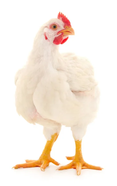 Weiße Henne Isoliert Auf Weiß Studioaufnahme — Stockfoto