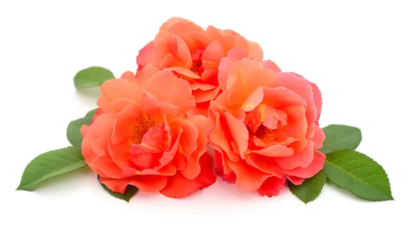 Tre Vackra Rosa Rosor Vit Bakgrund — Stockfoto