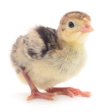 Beyaz arka planda izole edilmiş şirin yeni doğmuş tavuk hindisi..