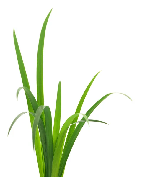 Long Blades Green Grass White Background — Stock Photo, Image