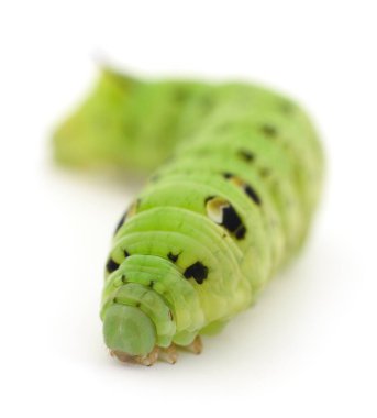 Yeşil tırtıl beyaz arka planda izole edilmiş.. 