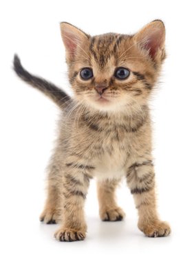 Beyaz arka planda izole edilmiş küçük kahverengi kedi yavrusu.