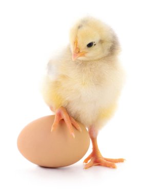 Beyaz arka planda izole edilmiş tavuk ve kahverengi yumurta..