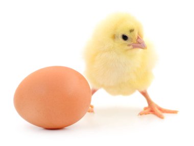 Beyaz arka planda izole edilmiş tavuk ve kahverengi yumurta..
