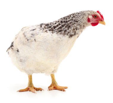 Beyaz tavuk beyaz, stüdyo çekimi