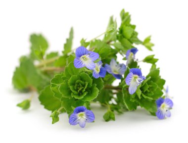 Kapalı mavi çiçek arkaplanı beyaz üzerine izole