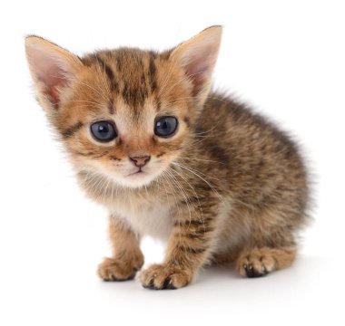 Beyaz arka planda izole edilmiş küçük kahverengi kedi yavrusu.