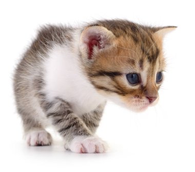 Beyaz arka planda izole edilmiş küçük kahverengi kedi yavrusu.