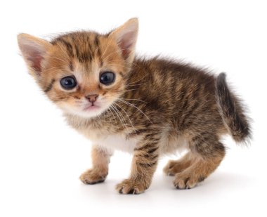 Beyaz arka planda izole edilmiş küçük kahverengi kedi yavrusu.