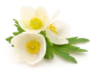 Beyaz arkaplanda üç beyaz çiçek 