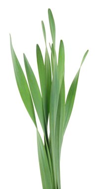 Beyaz arka planda uzun yeşil çimen yaprakları