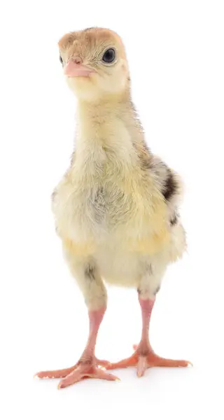 Niedliche Kleine Neugeborene Huhn Truthahn Isoliert Auf Weißem Hintergrund — Stockfoto