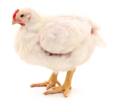 Beyaz tavuk beyaz, stüdyo çekimi