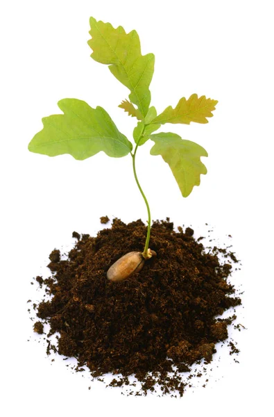 白い背景に隔離された土壌基質に植えられた木のオーク — ストック写真
