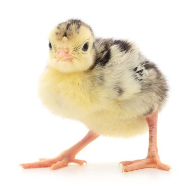 Beyaz arka planda izole edilmiş şirin yeni doğmuş tavuk hindisi..