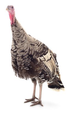 Beyaz arka planda yaprağı olan tek bir kayısı meyvesi.