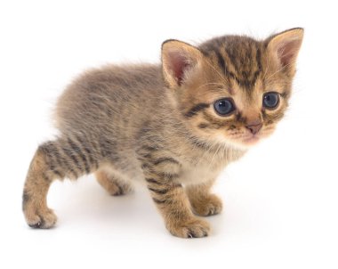 Beyaz arka planda izole edilmiş küçük kahverengi kedi yavrusu.